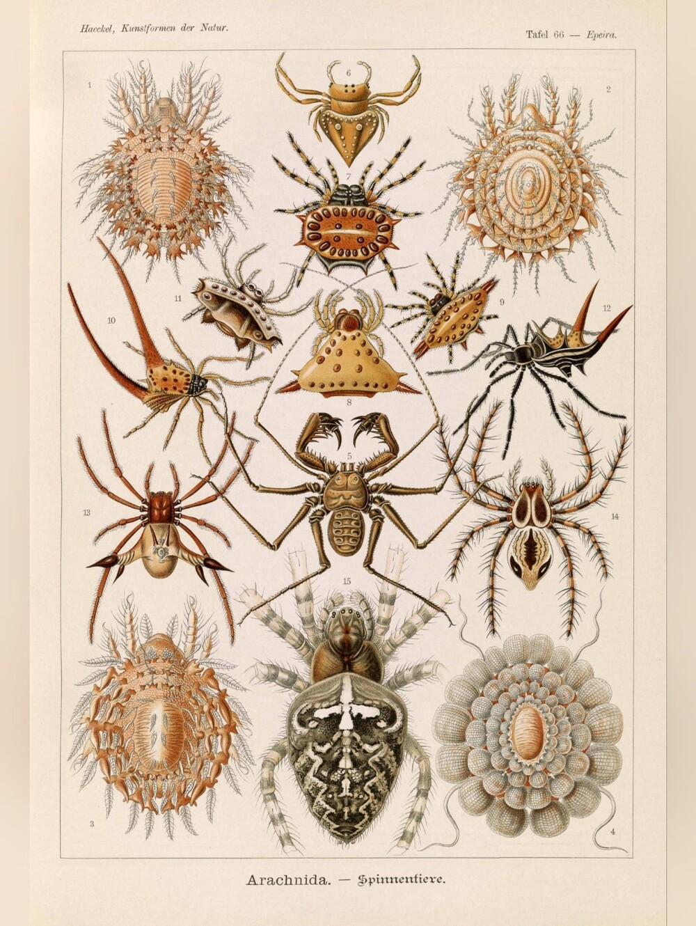 Arachnida Vintage Wall Art Print - Neutral Brown & Cream 8.5x11